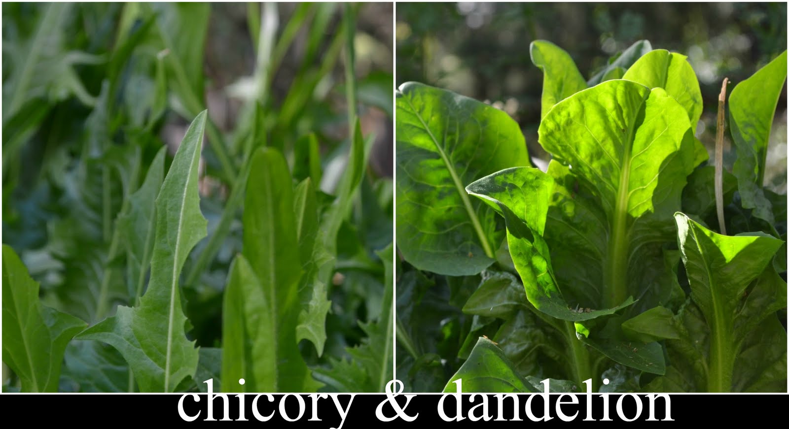 Chicory Dandelion