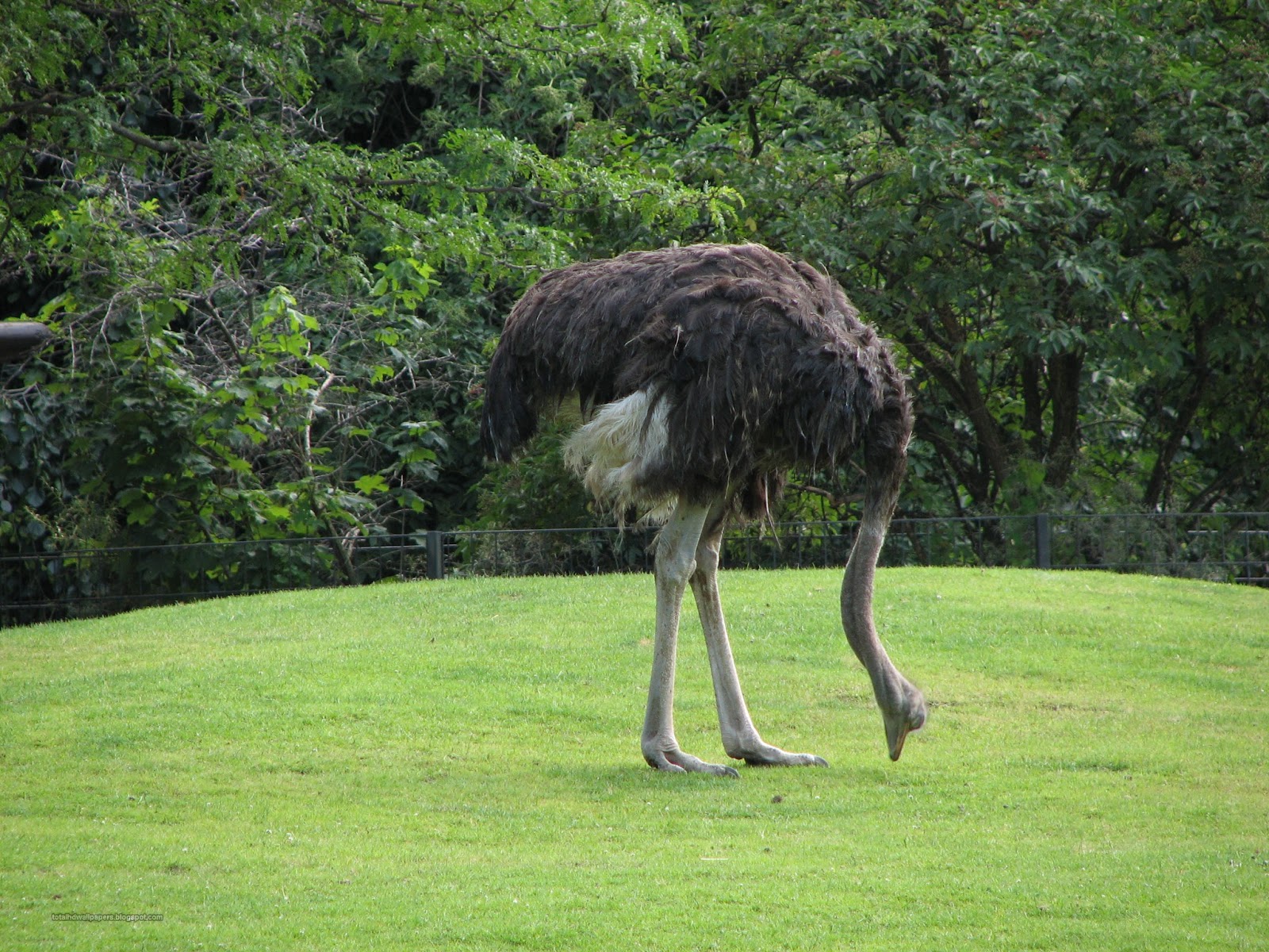 Best Beautiful hd wallpapers for Desktop Basckground: Ostrich wallpapers hd
