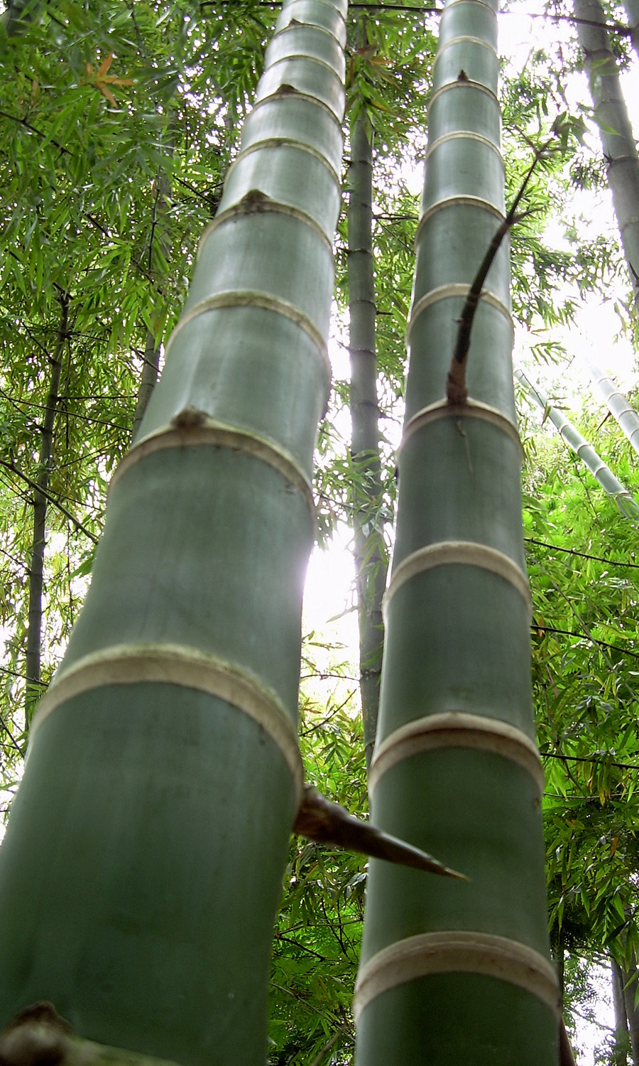 Guadua y Madera, diseño y construcción La Red VivaGuadua una