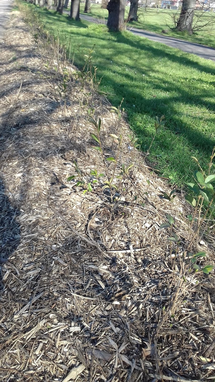 My hedge plant area in a local park