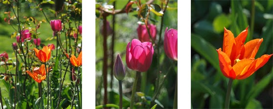 Tulipaner "Ballerina" og Don Quichotte blomstrer i haven