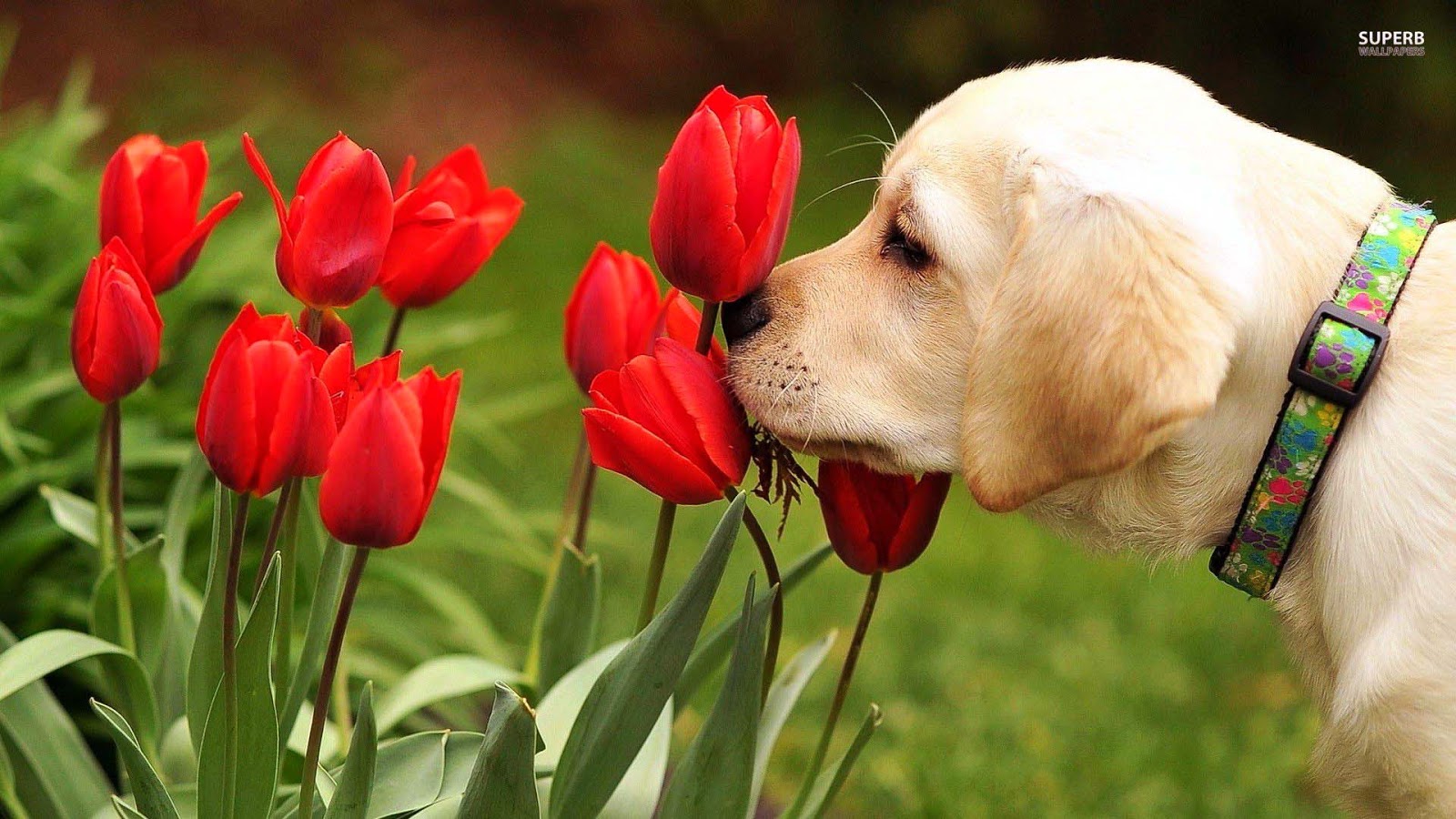 Cute Golden Retriever Puppies Wallpaper image | Free HD ...