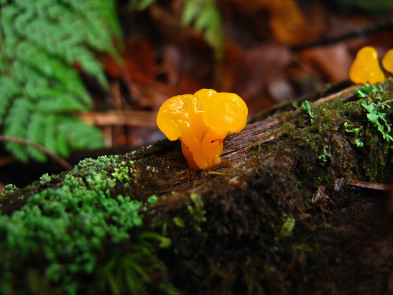 The Joyce Road Neighborhood Orange Jelly Fungus