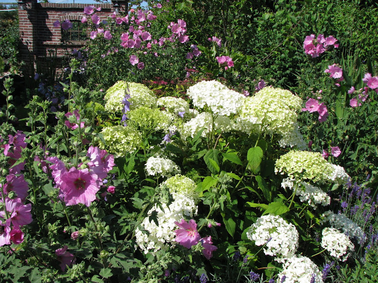 bloemen in de tuin