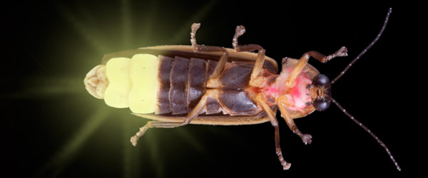 Firefly Bug Pictures