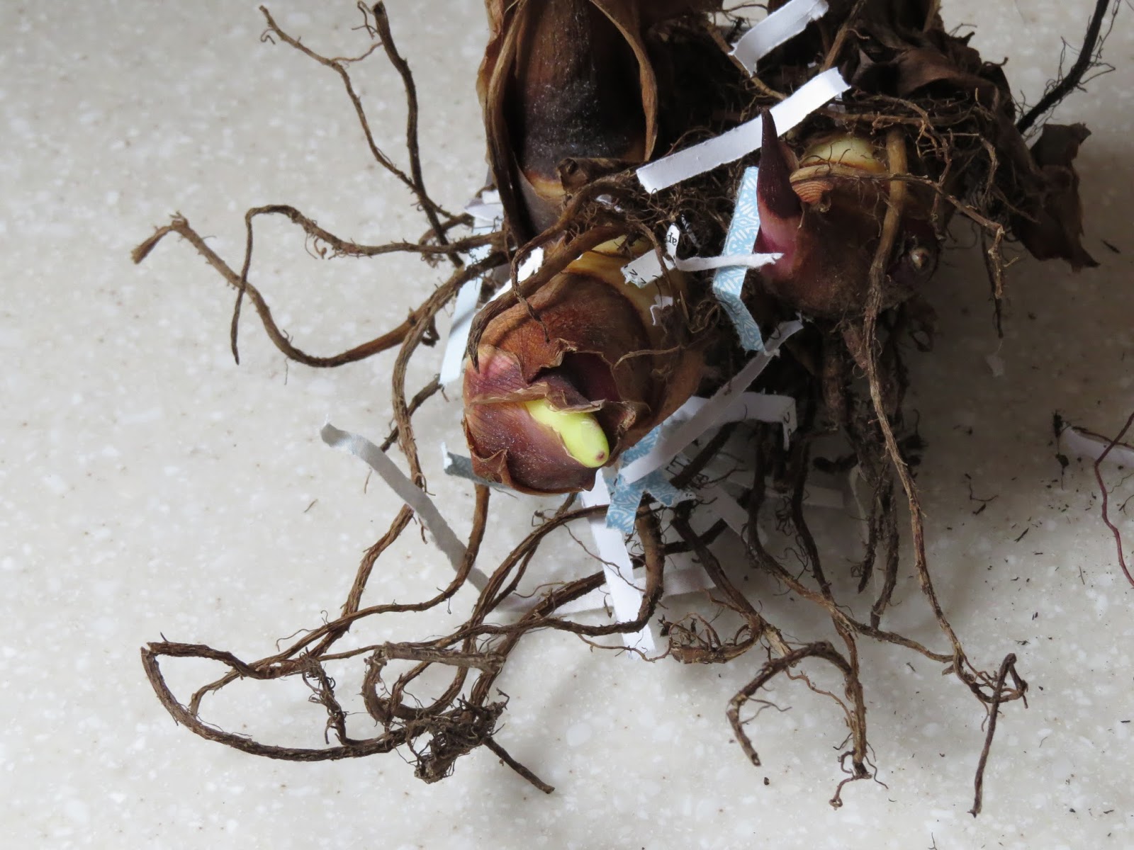 Overwintering Canna lily bulbs update 1 Susan's in the Garden