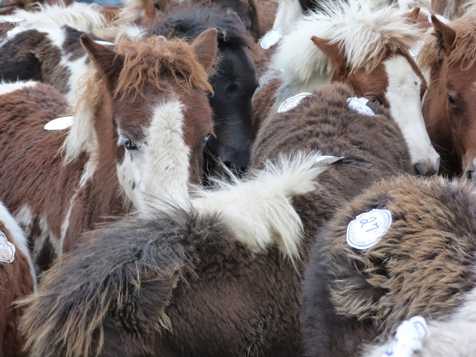 SWEP Welfare Callout Blog Tavistock Dartmoor Pony Sale
