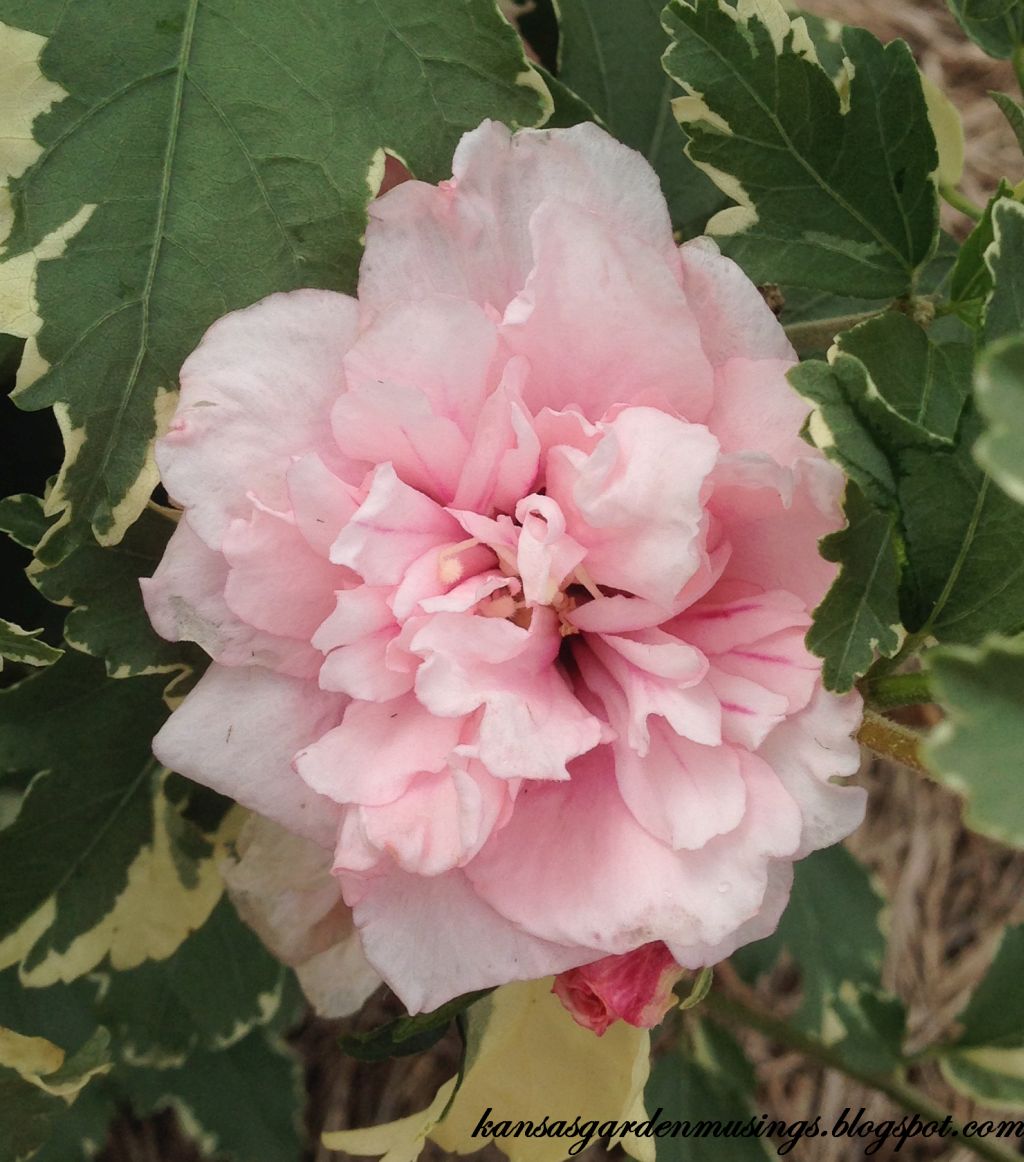 Viagra rose