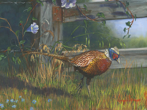 Ringneck Pheasant