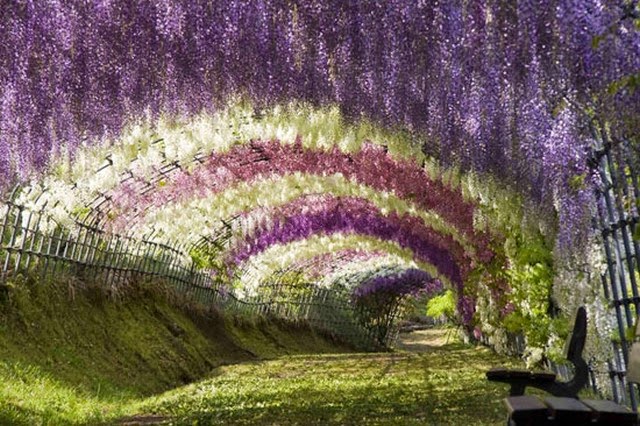 Wisteria Tunnel Garden, Japan