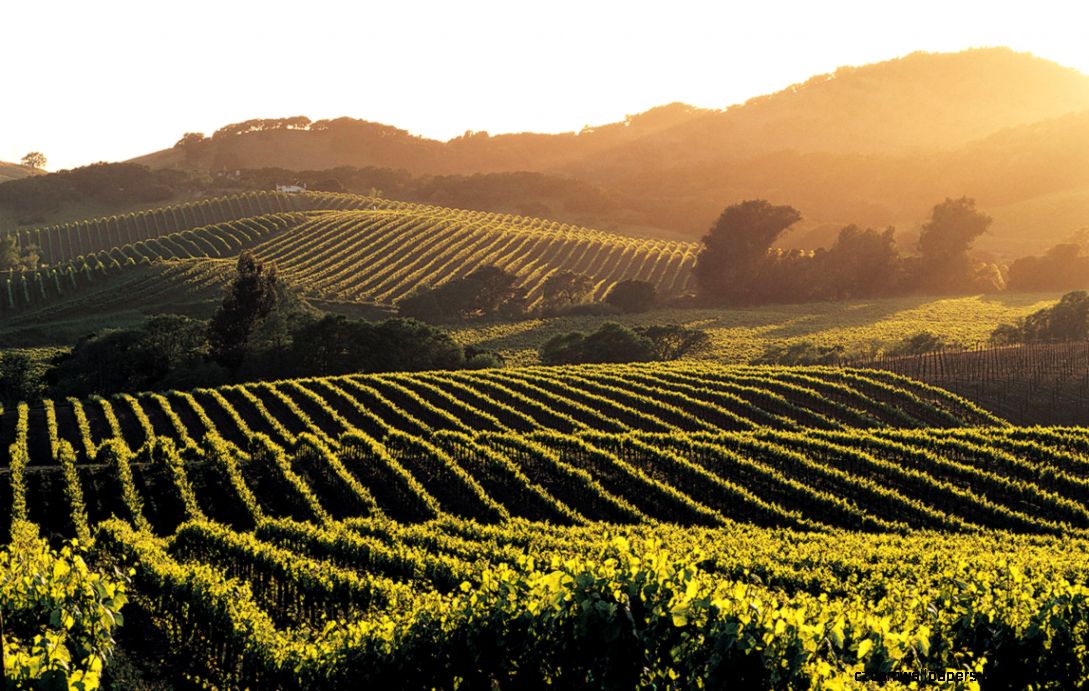 Best 48 Hours Napa Valley CA Travel Collection MapQuest Discover Best 48 Hours Napa Valley CA Travel Collection MapQuest Discover