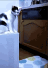 Gambar Kucing Gila Lucu SEDOT WC JABON SIDOARJO Kucing Gila Lucu