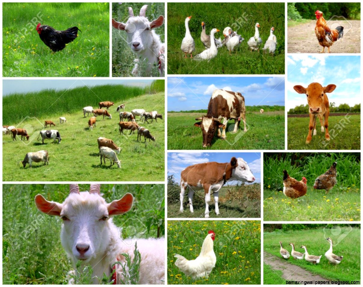 Farm Animals And Birds Collage Stock Photo Picture And Royalty Farm Animals And Birds Collage Stock Photo Picture And Royalty