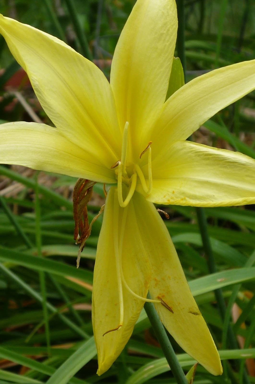 Vermont backyard flowers. August in Vermont Electrifying South