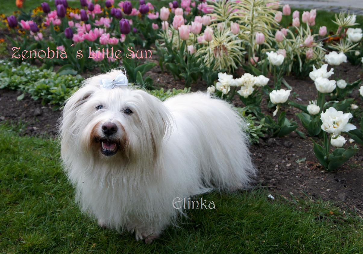 Zenobia´s little sun - Coton de Tuléar kennel