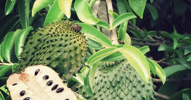 Tanaman Obat Dan Hias Kandungan Dan Manfaat Buah Sirsak Tanaman Obat Dan Hias Kandungan Dan Manfaat Buah Sirsak