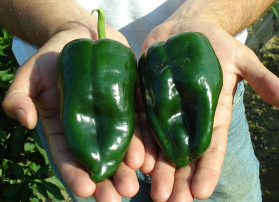 Poblano peppers550 Poblano peppers550