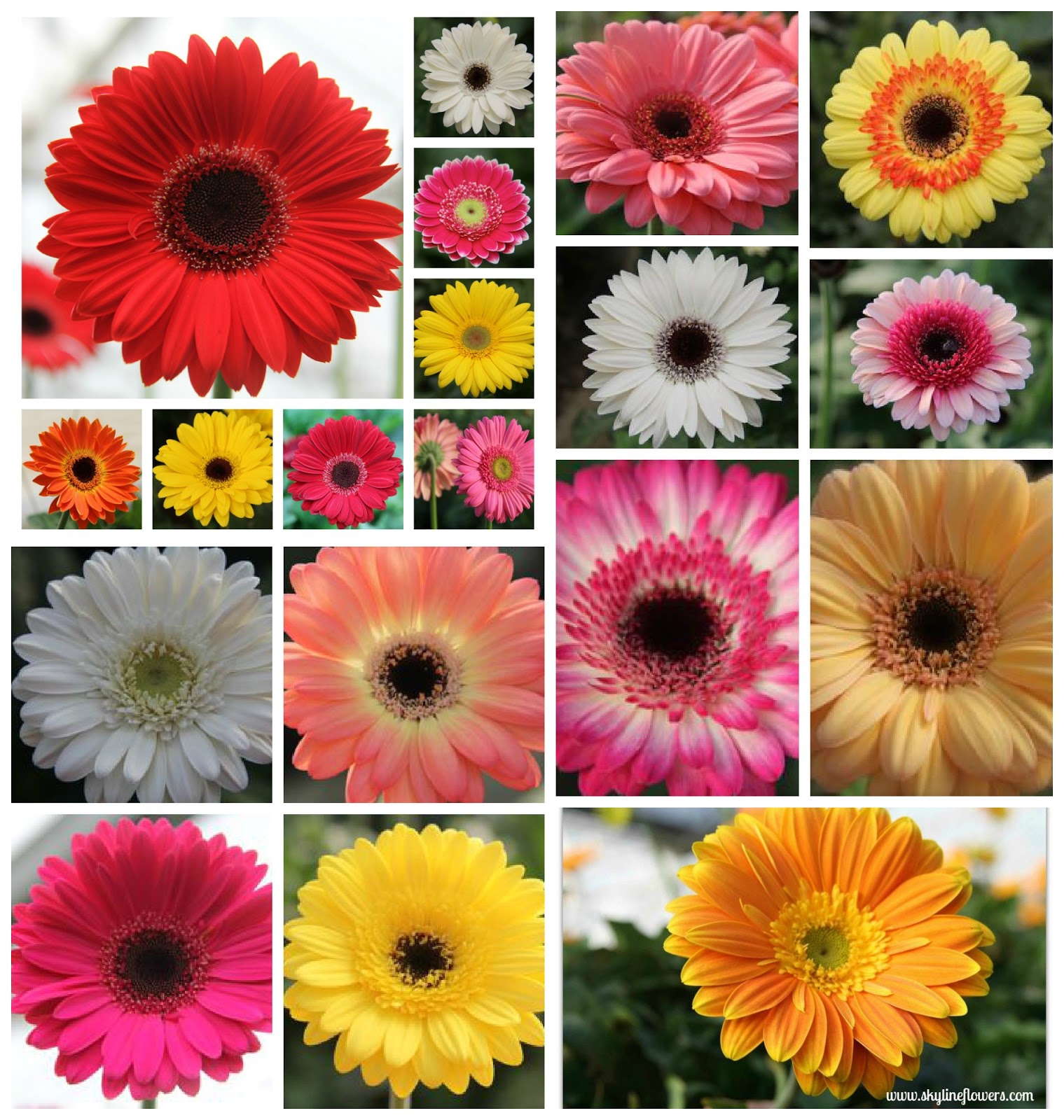 Skyline Flower Growers Gerberas symbolize "beauty and innocence"