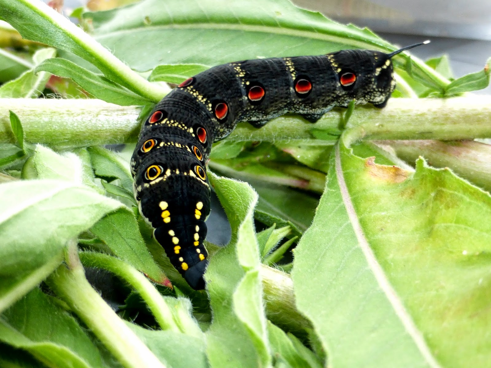 Theretra oldenlandiae Theretra oldenlandiae caterpillar