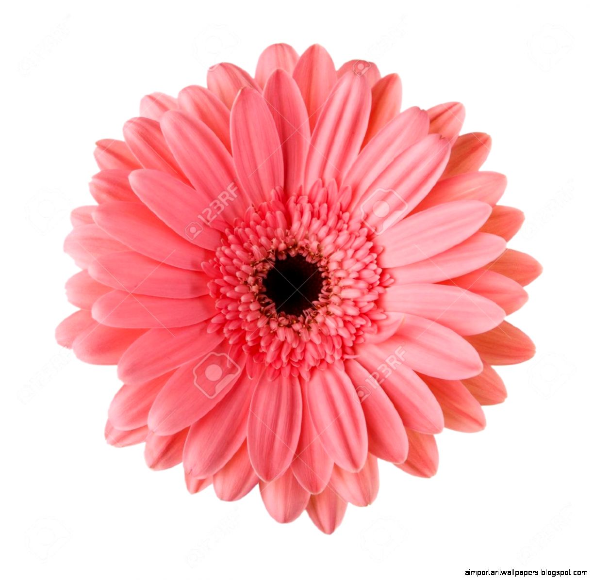 Pink Daisy Images Stock Pictures Royalty Free Pink Daisy Photos Pink Daisy Images Stock Pictures Royalty Free Pink Daisy Photos