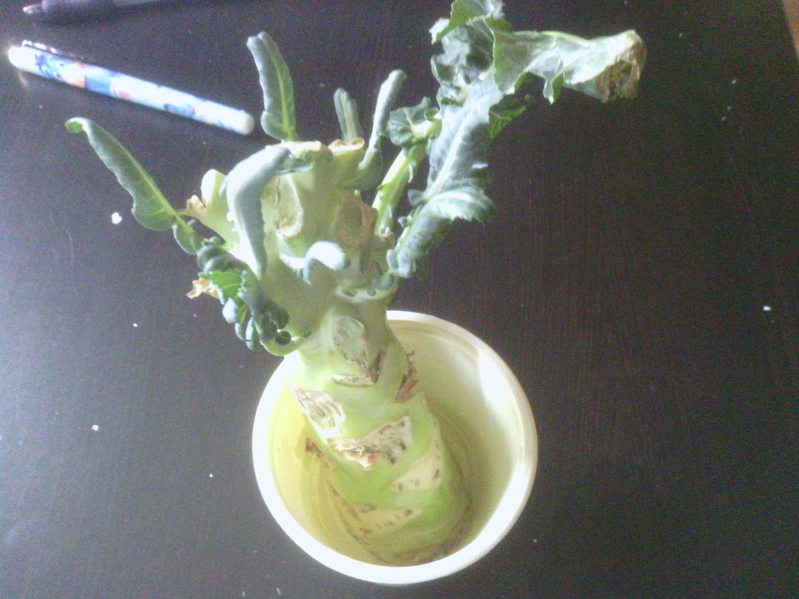 Household Tips and Crafts Regrowing broccoli