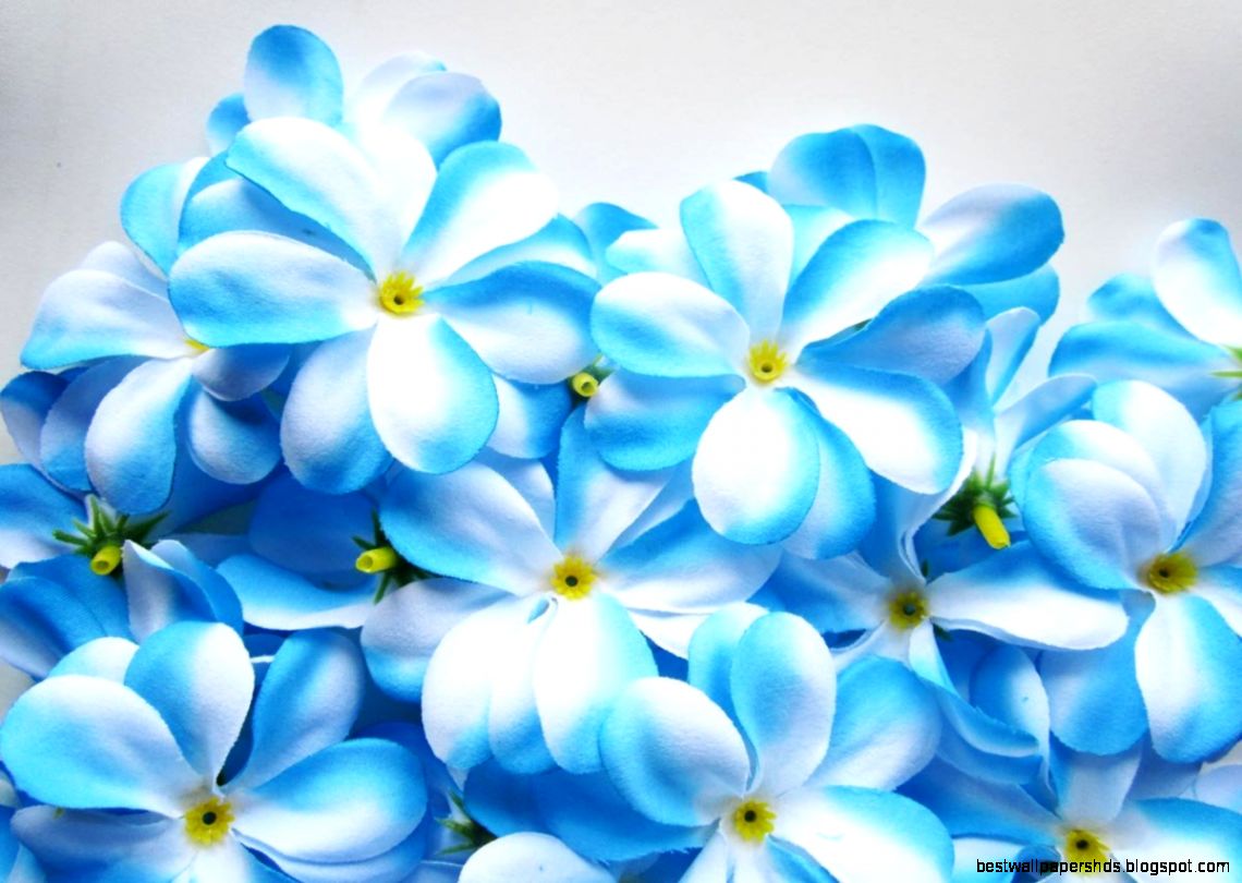 100 Blue White Hawaiian Plumeria Frangipani Silk 100 Blue White Hawaiian Plumeria Frangipani Silk