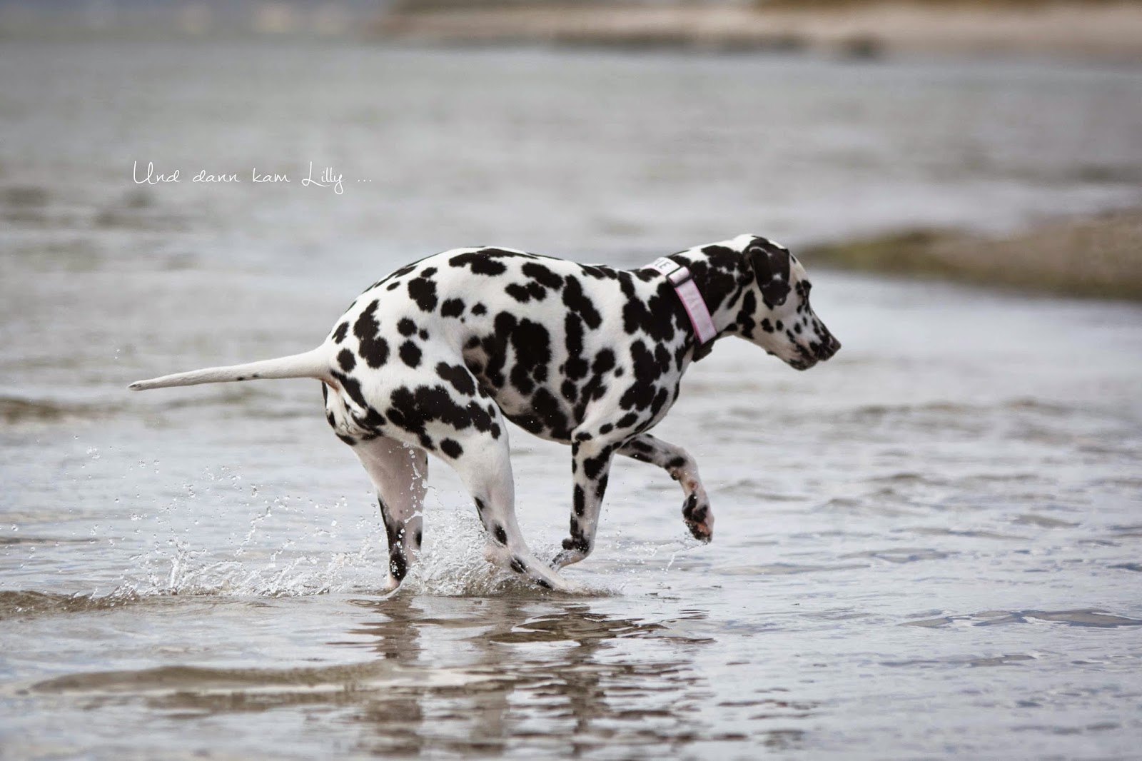 Alles Gute Zum Geburtstag Hund Geburtstag