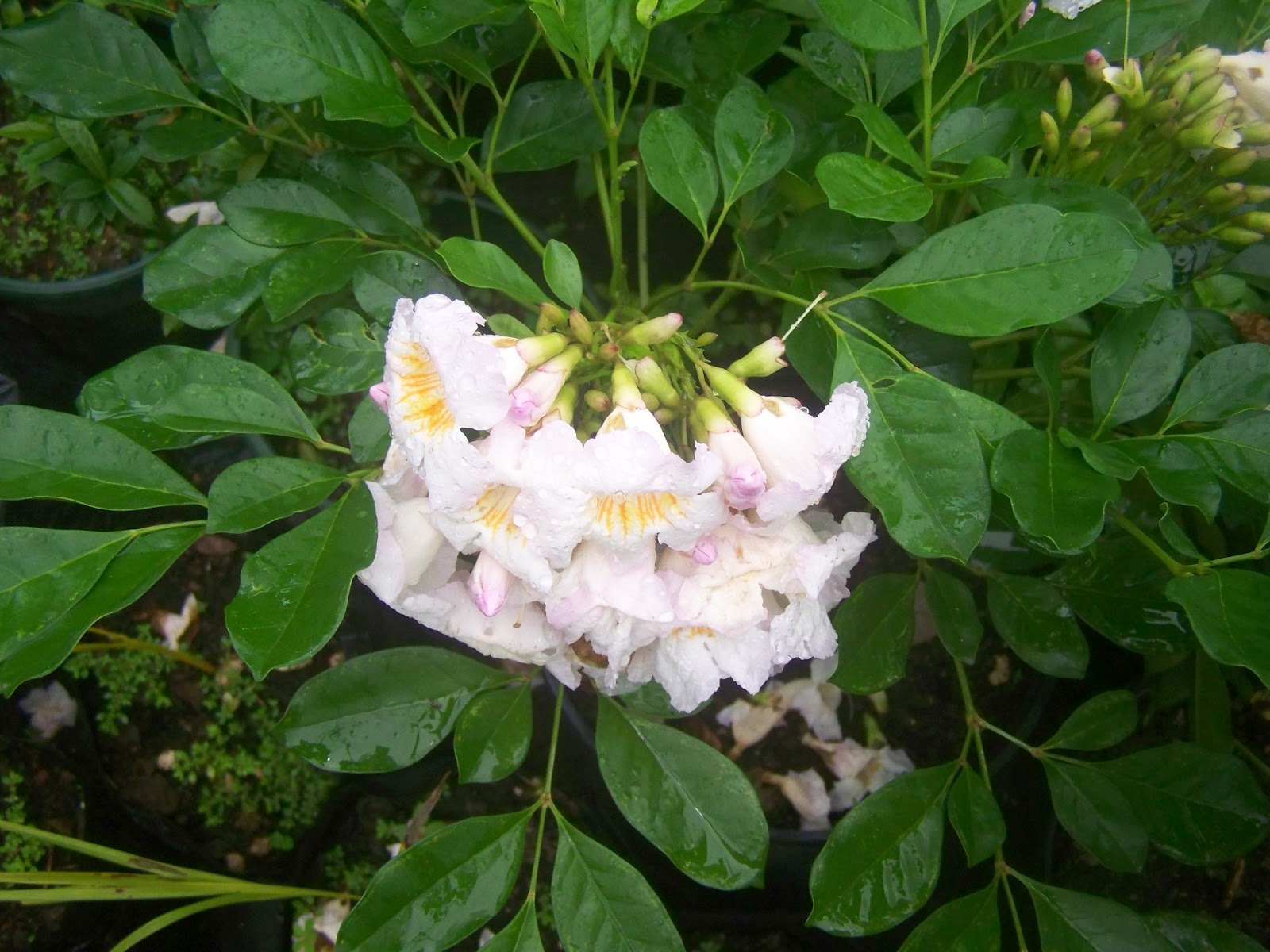 Florida Jasmine