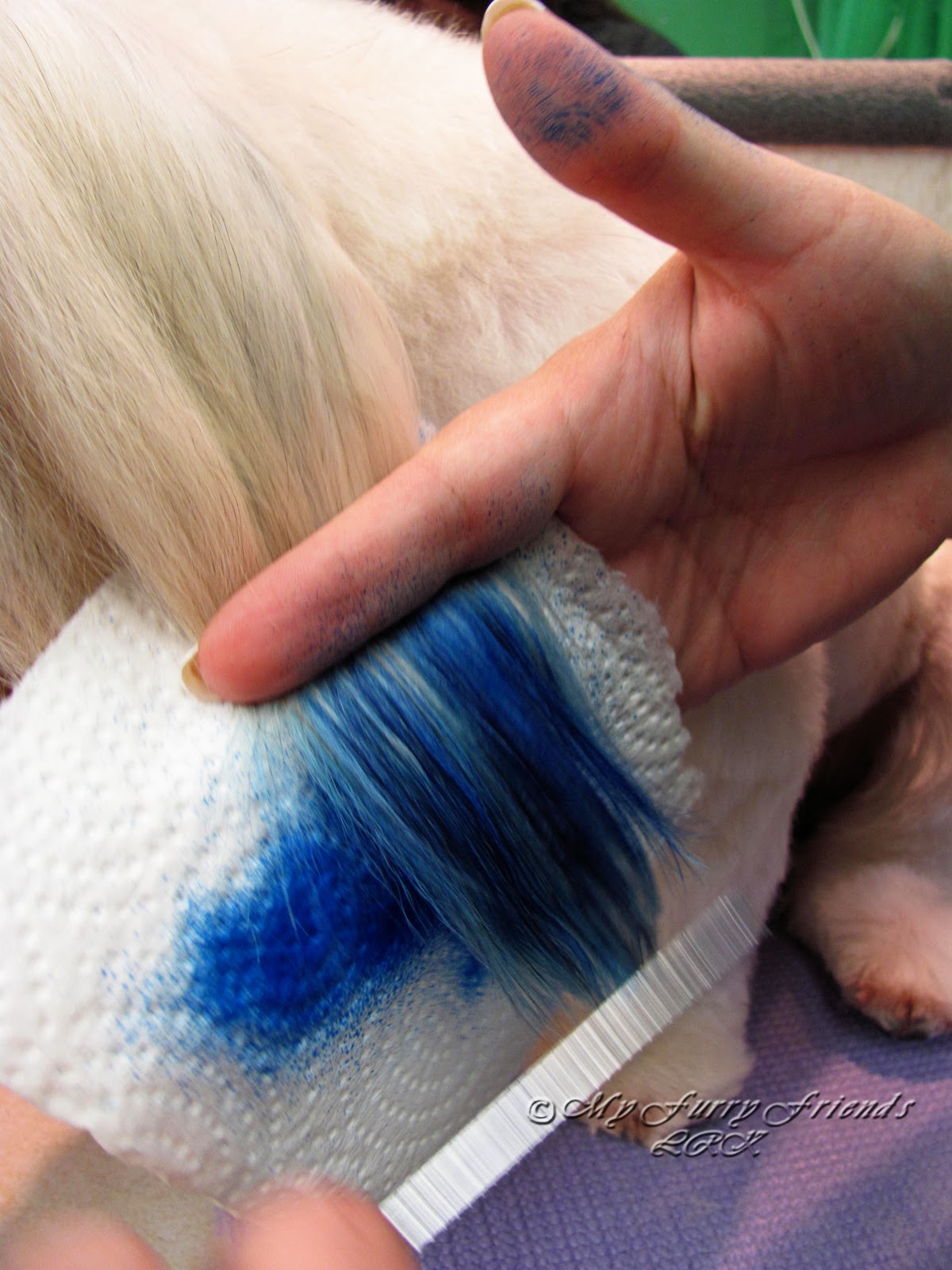 Pet Grooming The Good, The Bad, & The Furry Can You Color My Dog?