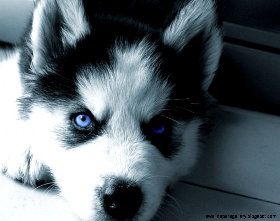 Cute Siberian Husky Puppies 17 Cute Siberian Husky Puppies 17