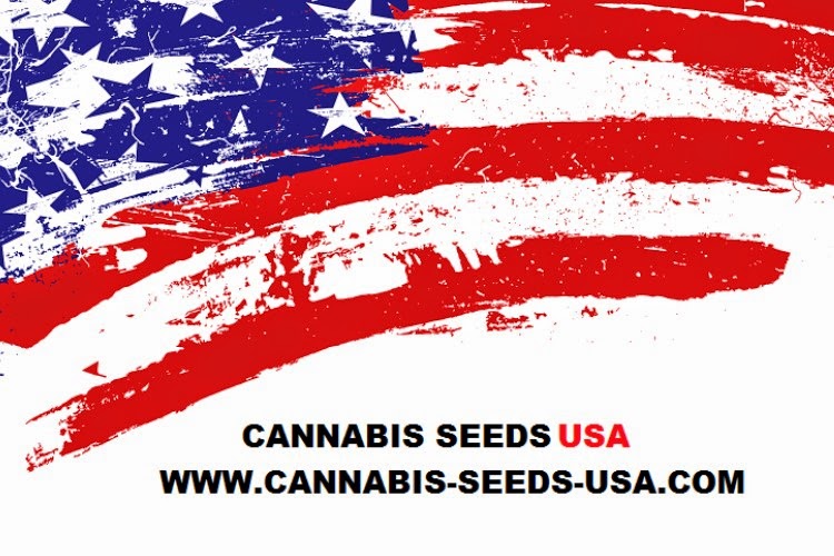 Buy Alaska Marijuana Seeds