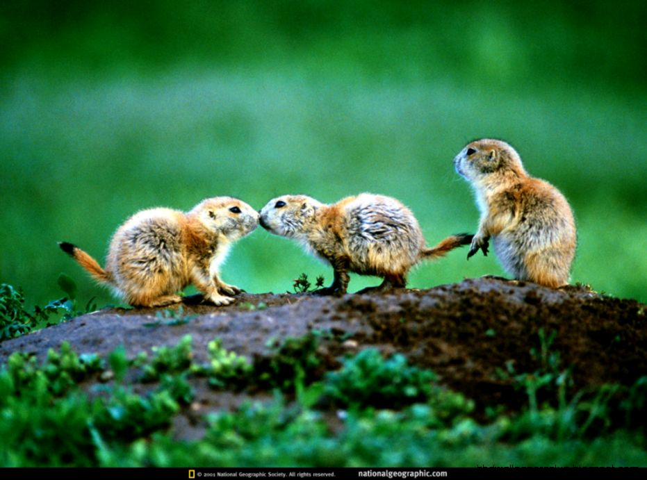 NATIONAL GEOGRAPHIC WALLPAPER C1 wallensteyn NATIONAL GEOGRAPHIC WALLPAPER C1 wallensteyn