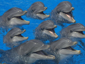Yes, I like dolphins!