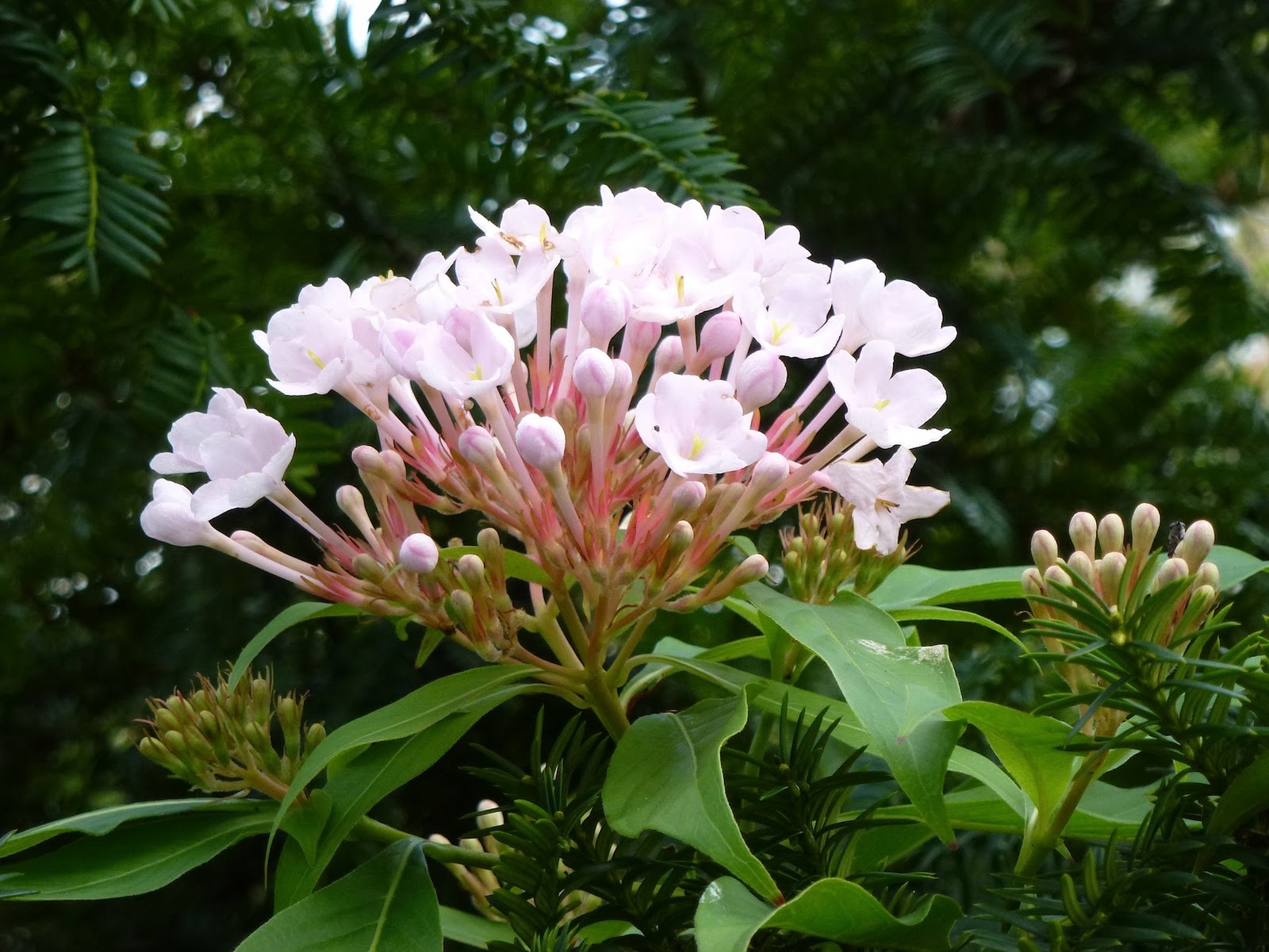 最新花 ダチュラ 美しい花の画像