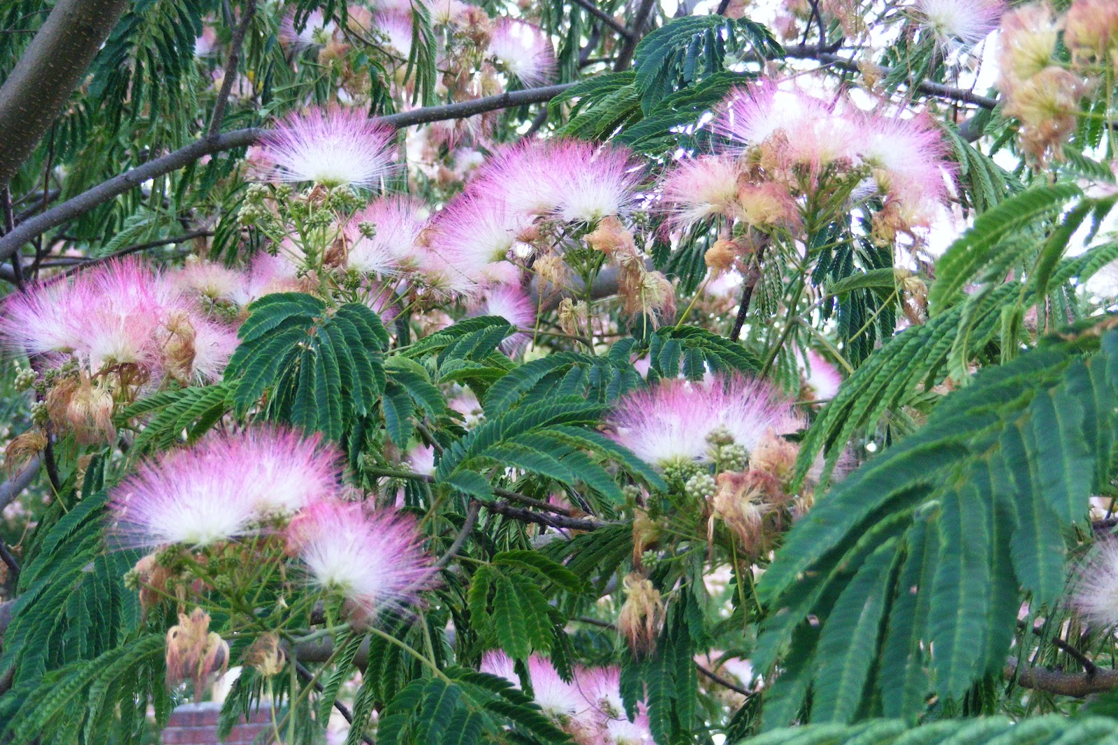 Scrumptious... My parent's mimosa tree...
