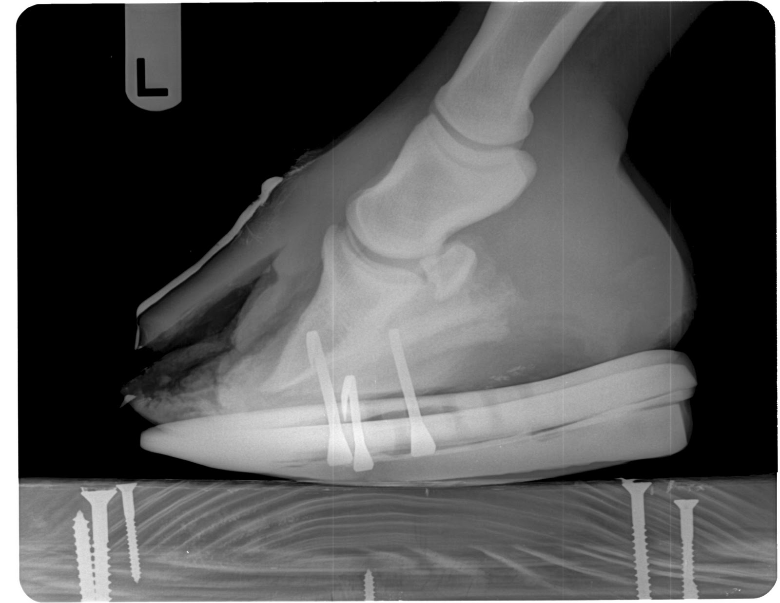 Innovative Equine Podiatry Severe White line disease case.