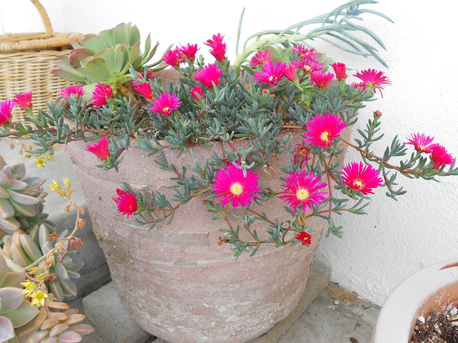 Jerry and Kay Flowering Succulent Photo of the Week