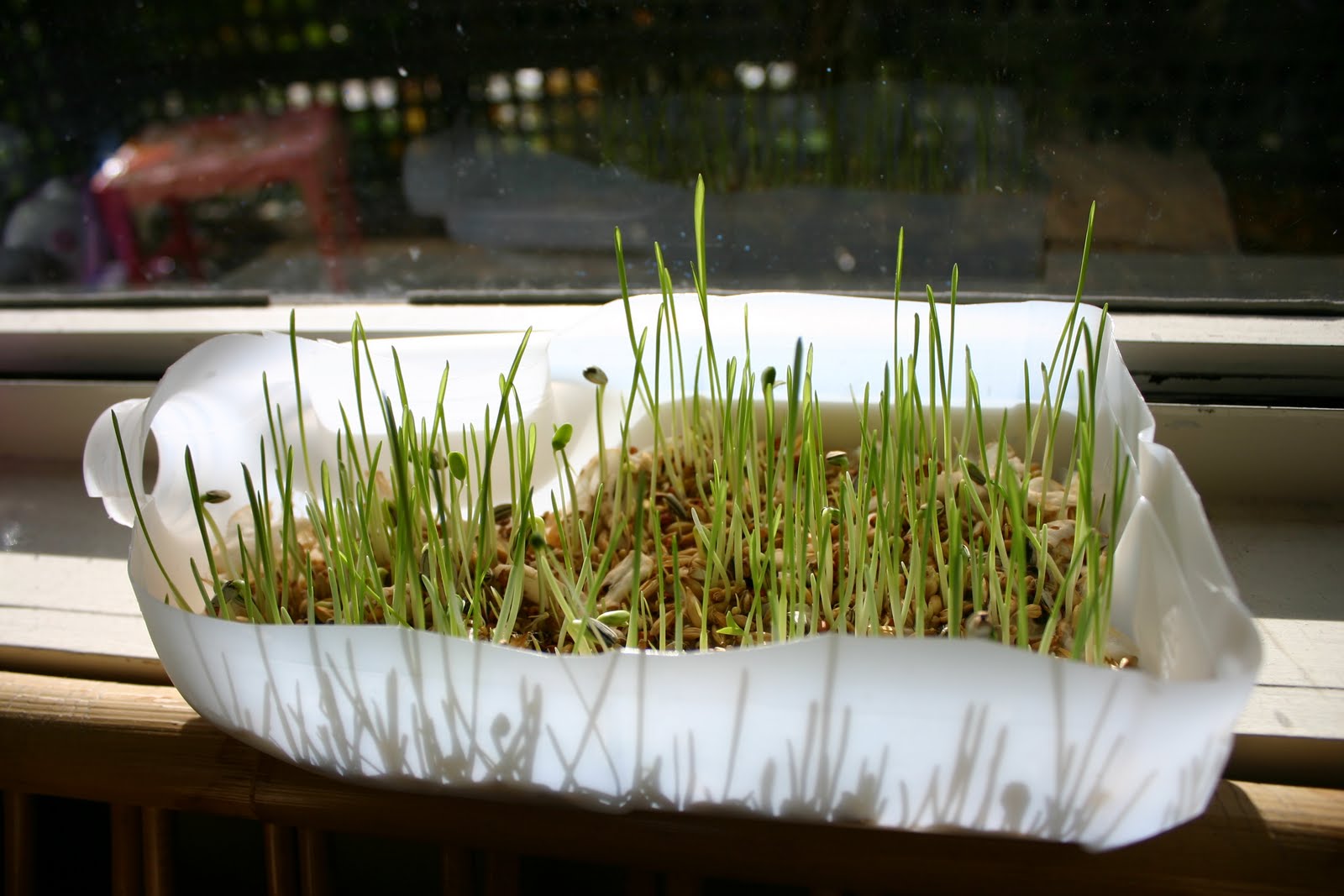 Bowerbird Blue Growing Bird Seed and Broccoli