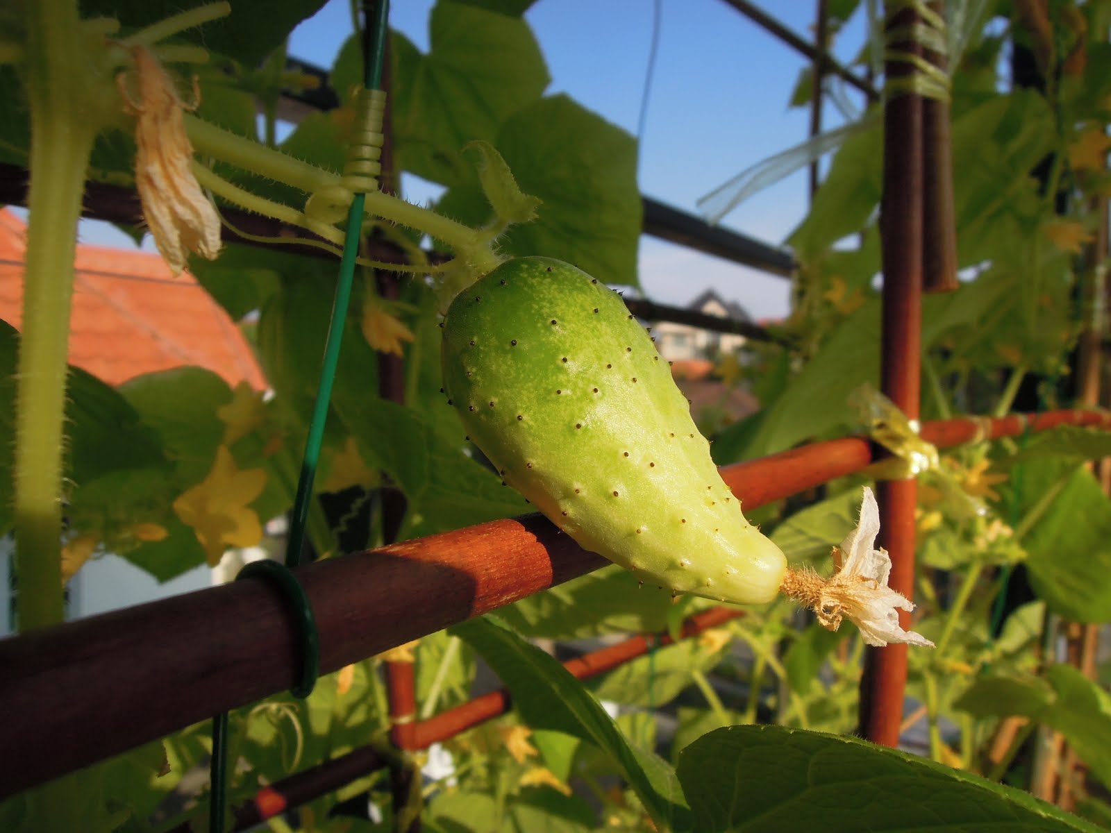 Foodmanna Gardening Cucumbers, Okra & Eggplant