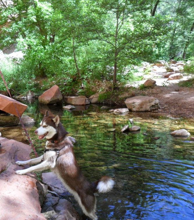 Dogs Luv Us and We Luv Them: 100 Places To See With Your Dog: SEDONA