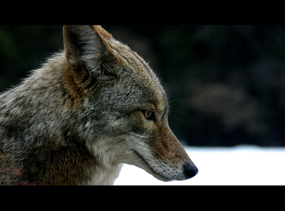 Eastern Coyote Eastern Coyote