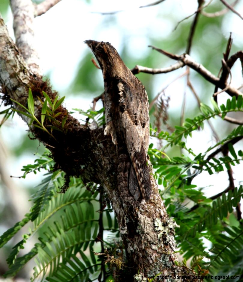 Potoo Nyctibius Griseus Wood 12617 Wallpaper Potoo Nyctibius Griseus Wood 12617 Wallpaper