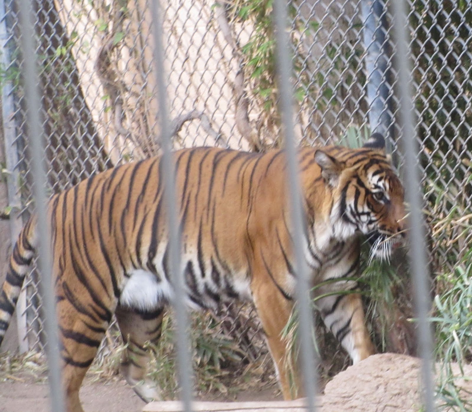 Az. Buddy The Big Cats the zoo,