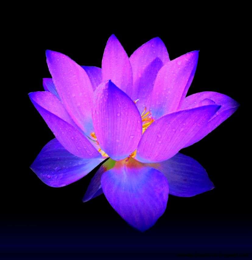 Evening Purple Lotus by David Dehner Evening Purple Lotus by David Dehner