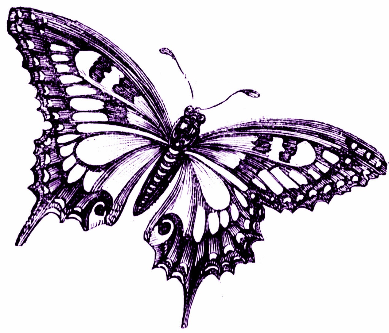 Tactueux image regarding printable butterfly Decisive image throughout printable butterfly