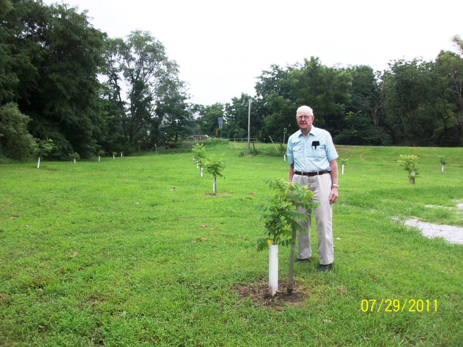 The Crow's Nest Black Walnut Planting
