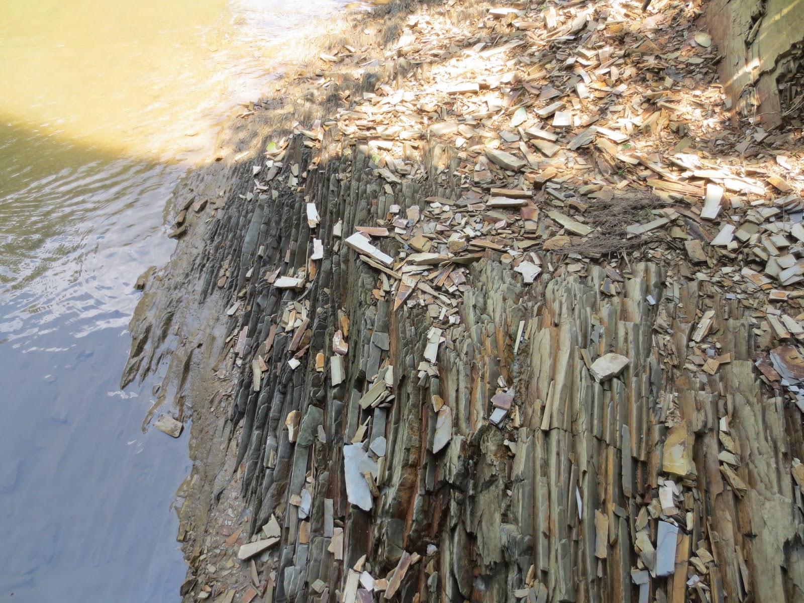 Revelations by a 40Something Mom Fossil Hunting in