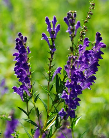 skullcap scutellaria baicalensis seeds packet organic herb treatments cures benefits health cats birds pink plant aggression anxiety flowers hound does