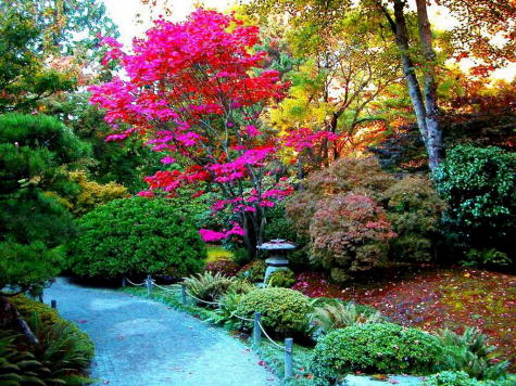 ARTE Y JARDINERÍA : Los árboles en el jardín