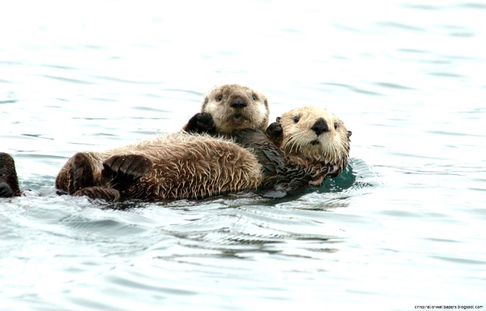 Sea Otter Pups Sea Otter Pups